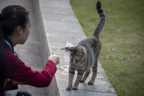 Feeding cat Stock Photos