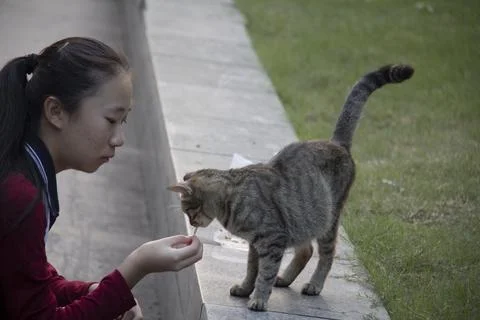 Feeding cat Stock Photos