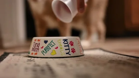 Feeding a cat with a portion sized serving Stock Footage 145984665