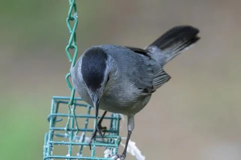 Feeding Catbird Stock Photos