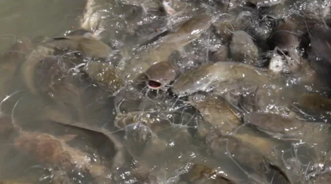 Feeding catfish Stock Footage 32327761