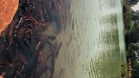 Feeding catfish. A large flock of catfish in the water. fish farm Stock Footage 274738017