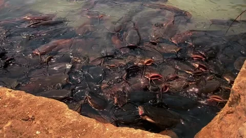 Feeding catfish. A large flock of catfish in the water. fish farm Stock Footage 274738029