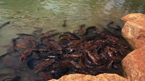 Feeding catfish. A large flock of catfish in the water. fish farm Stock Footage 274738035