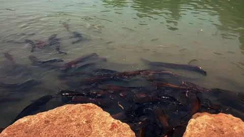 Feeding catfish. A large flock of catfish in the water. fish farm Stock Footage 274738036