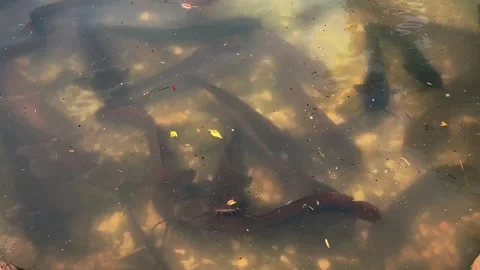 Feeding catfish. A large flock of catfish in the water. fish farm Stock Footage 274738048