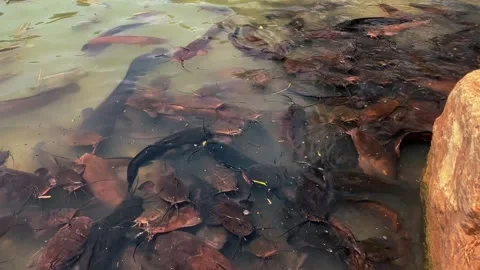 Feeding catfish. A large flock of catfish in the water. fish farm Stock Footage 274738077