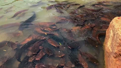 Feeding catfish. A large flock of catfish in the water. fish farm Stock Footage 274738091