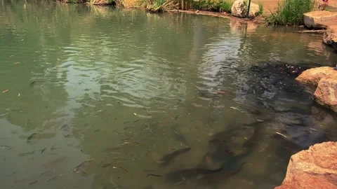 Feeding catfish. A large flock of catfish in the water. fish farm Stock Footage 274738096