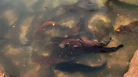 Feeding catfish. A large flock of catfish in the water. fish farm Stock Footage 274738102
