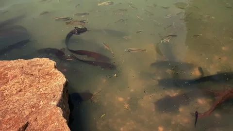 Feeding catfish. A large flock of catfish in the water. fish farm Stock Footage 274738104