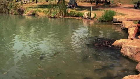 Feeding catfish. A large flock of catfish in the water. fish farm Stock Footage 274738305