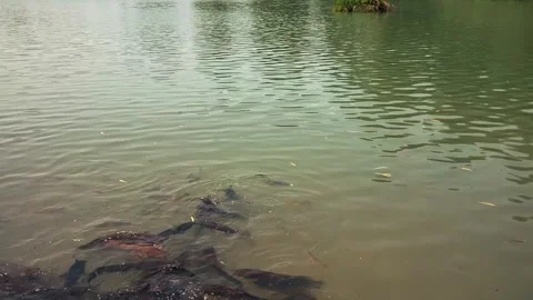 Feeding catfish. A large flock of catfish in the water. fish farm Stock Footage 274738500
