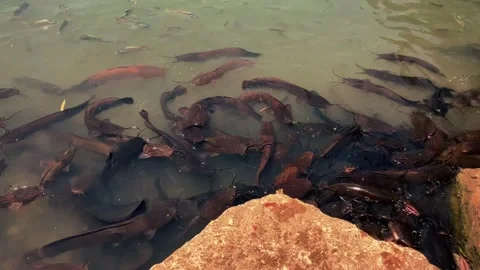 Feeding catfish. A large flock of catfish in the water. fish farm Stock Footage 274738632