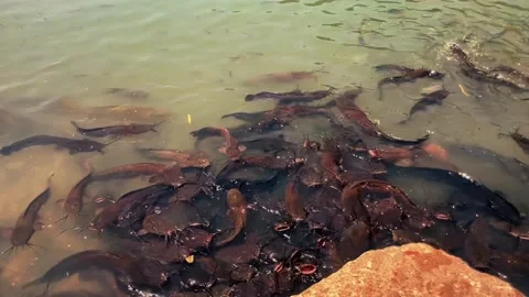 Feeding catfish. A large flock of catfish in the water. fish farm Stock Footage 274738668
