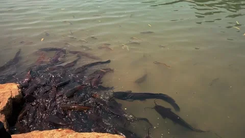 Feeding catfish. A large flock of catfish in the water. fish farm Stock Footage 274738767