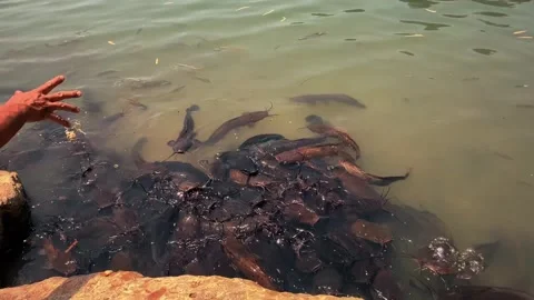 Feeding catfish. A large flock of catfish in the water. fish farm Stock Footage 274738966