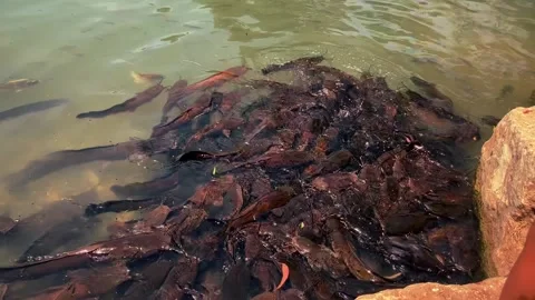 Feeding catfish. A large flock of catfish in the water. fish farm Stock Footage 274739045