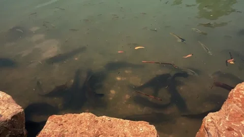Feeding catfish. A large flock of catfish in the water. fish farm Stock Footage 274739093