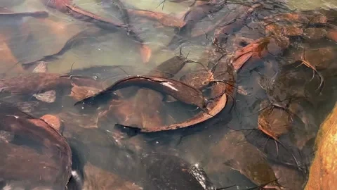 Feeding catfish. A large flock of catfish in the water. fish farm Stock Footage 274739281