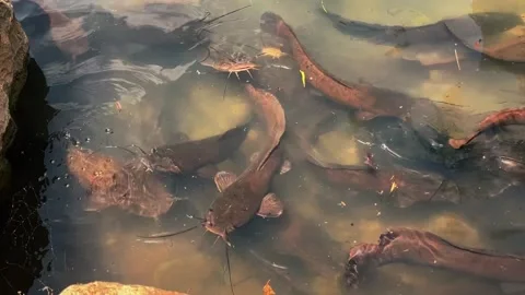 Feeding catfish. A large flock of catfish in the water. fish farm Stock Footage 274739346