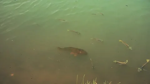 Feeding catfish. A large flock of catfish in the water. fish farm Stock Footage 274739893