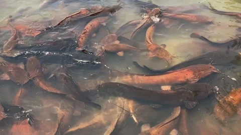 Feeding catfish. A large flock of catfish in the water. fish farm Stock Footage 274741924