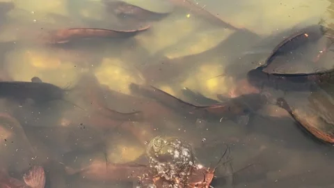Feeding catfish. A large flock of catfish in the water. fish farm Stock Footage 274742202