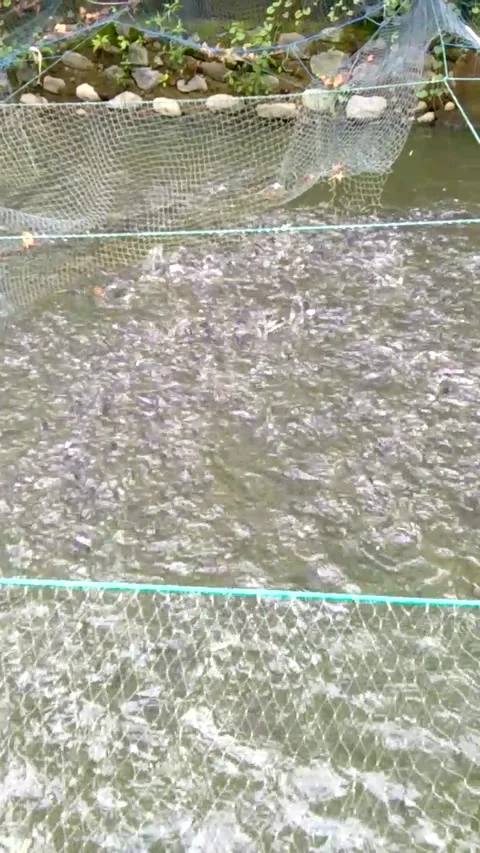 Feeding catfish with pellets Video stock 219448348