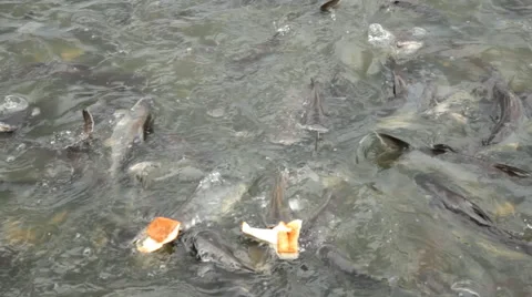 Feeding catfishes Stock Footage 60129502