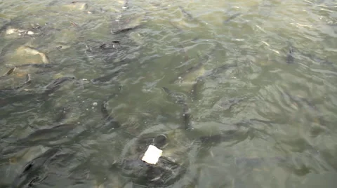 Feeding catfishes Video stock 60131368