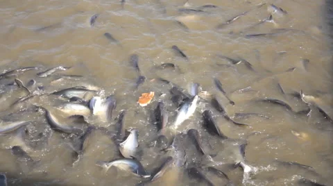 Feeding catfishes in river Video stock 60680176