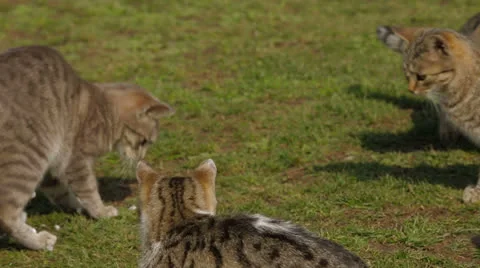 Feeding cats Stock Footage 22479381