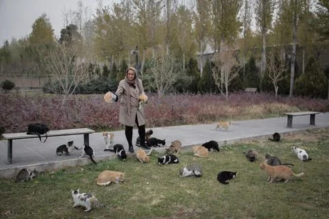 Feeding cats Stock Photos