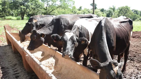 Feeding Cattle 库存影片 35247364