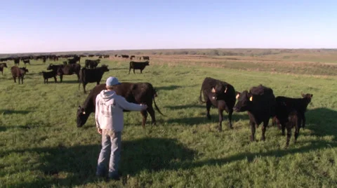 Feeding Cattle Stock Footage 36273953
