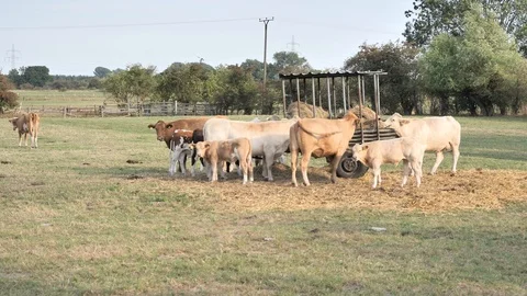 Feeding cattle Stock Footage 93874351