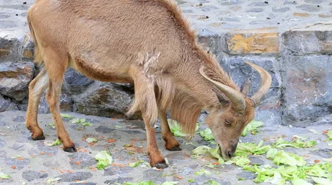 Feeding a chamois at the zoo Stock Footage 50153554