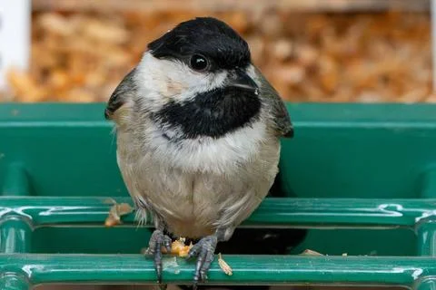 Feeding Chickadee Foto stock