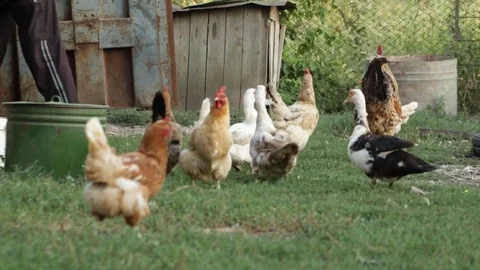 Feeding chicken and ducks 库存影片 79757026