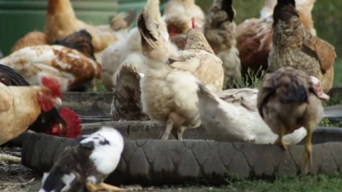 Feeding chicken and ducks 库存影片 79757323