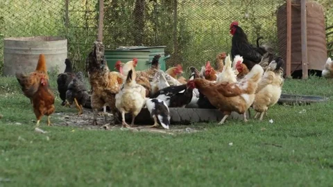 Feeding chicken and ducks 库存影片 79757442