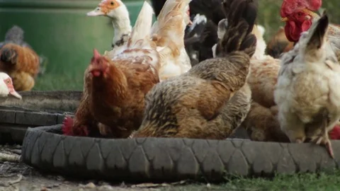 Feeding chicken and ducks 库存影片 79757767