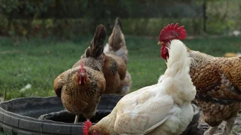 Feeding chicken and ducks 库存影片 79762532