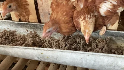 Feeding Chicken Stock Footage 306713906