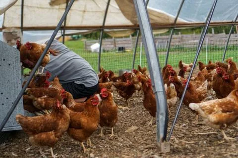 Feeding the chicken Stock Photos