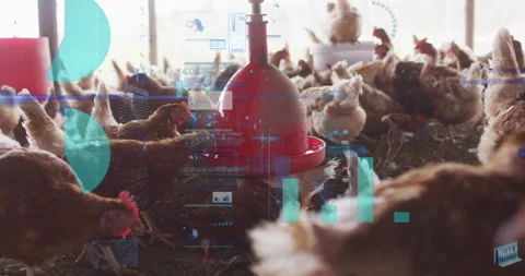 Feeding chickens in barn with data processing animation overlay in background Stock Footage 306191933