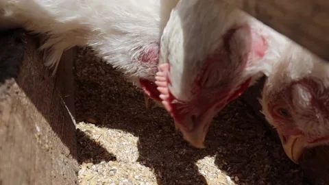 Feeding chickens close-up on the ranch. Stock Footage 196884909