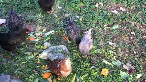 Feeding chickens on the farm Stock Footage 146045939
