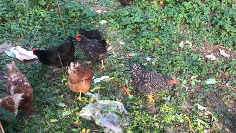 Feeding chickens on the farm Stock Footage 146046837